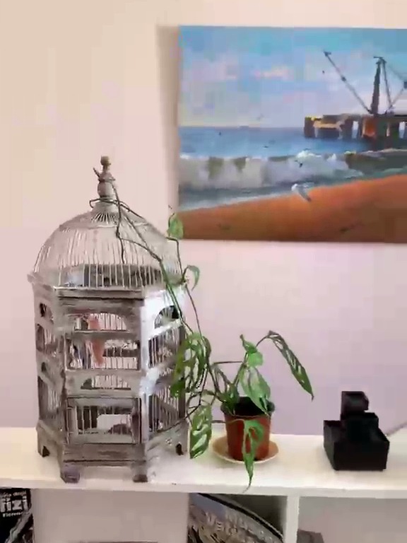 Detalle del espacio: jaula vintage, plantas y pintura del borde costero